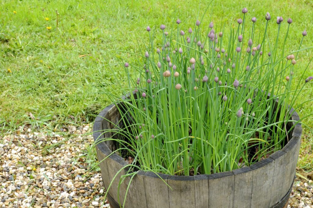 chives growing in pot outdoors