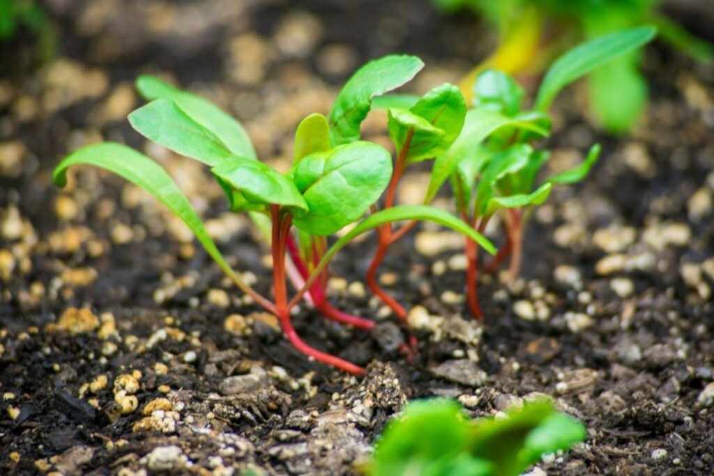 Germinated swss chard seeds sown indoors