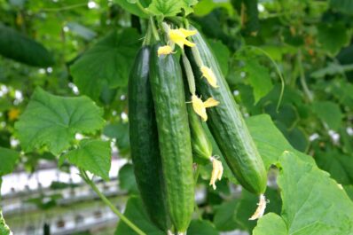 Pruning cucumbers: how & why?