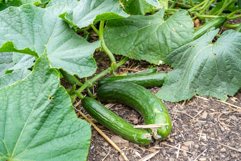 Free-range cucumbers