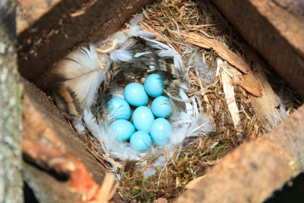 Eight blue redstart eggs in padded nest