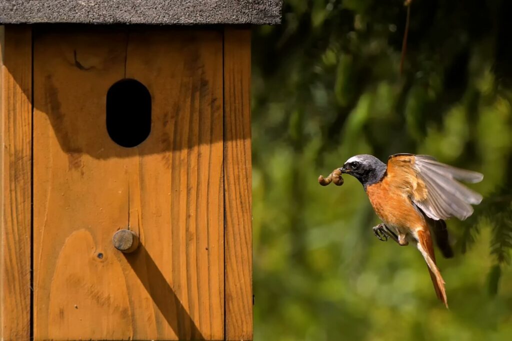 Redstart flying towards bird box