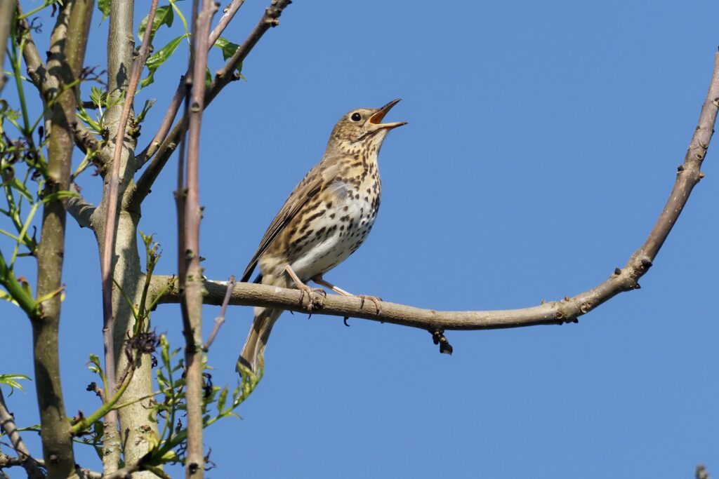 Song thrush singing out, perched on a tree branch