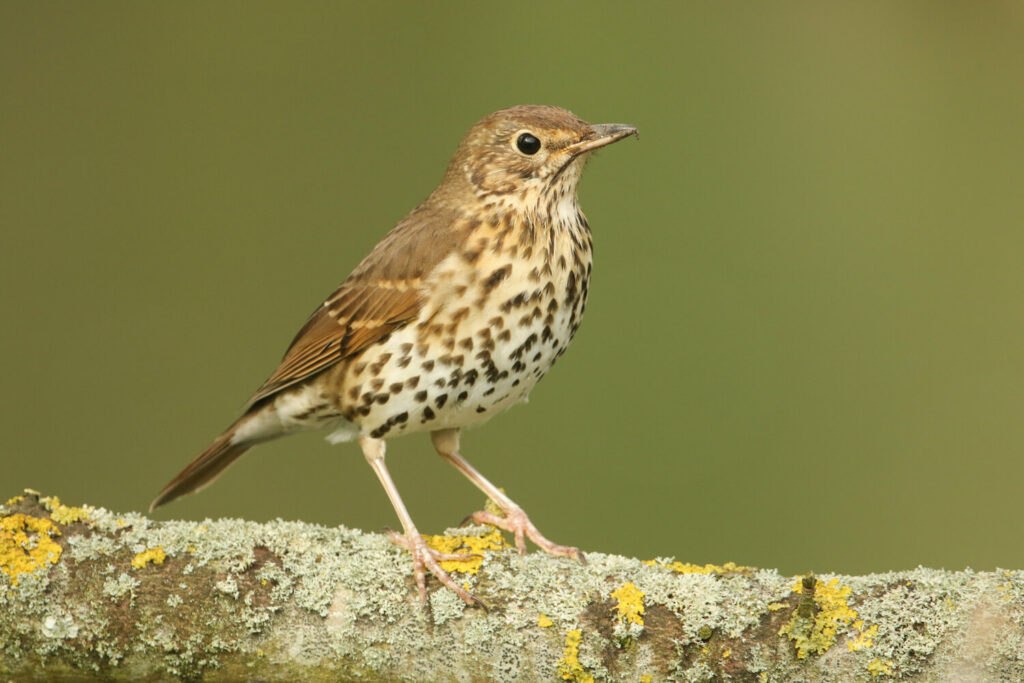 Song thrush with brown back, white belly and chest with black arrowhead spots