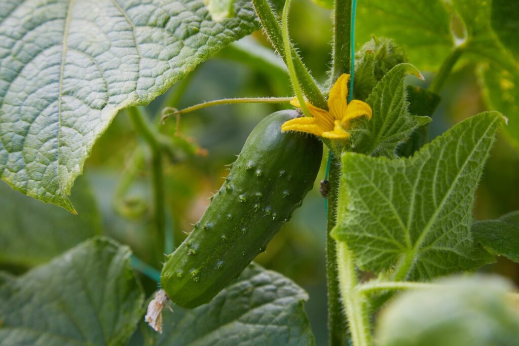 stripped-down-cucumber-plants