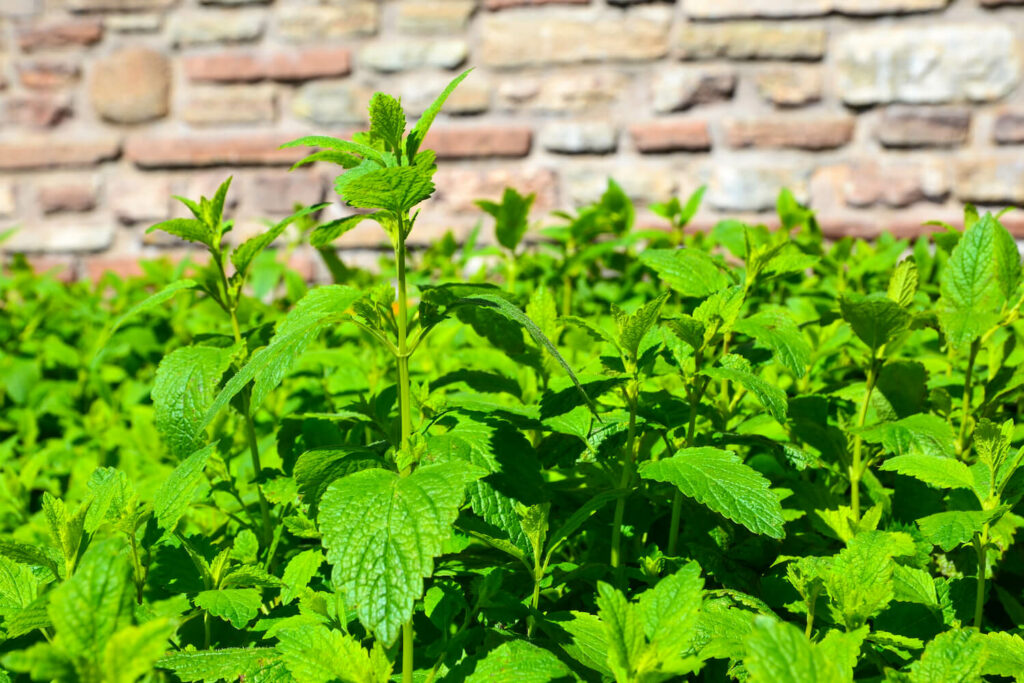 Lemon balm thriving in sunny location