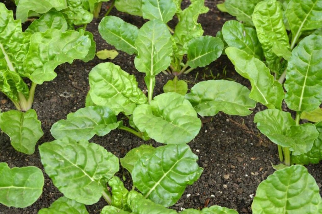 Green leafy chard planted in rows