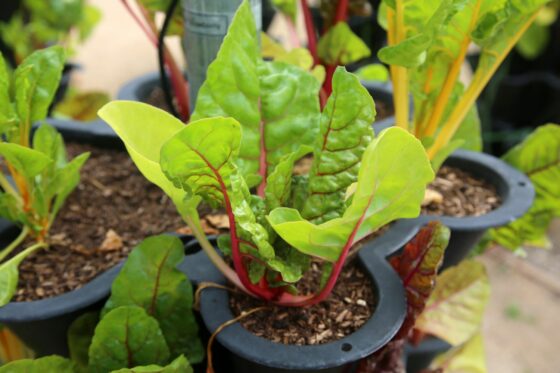 Growing chard: when & where to plant chard
