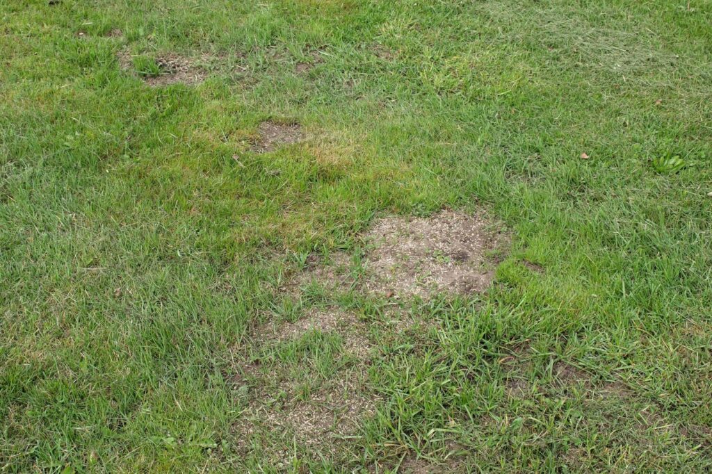 Brown, thin patches of grass in a lawn