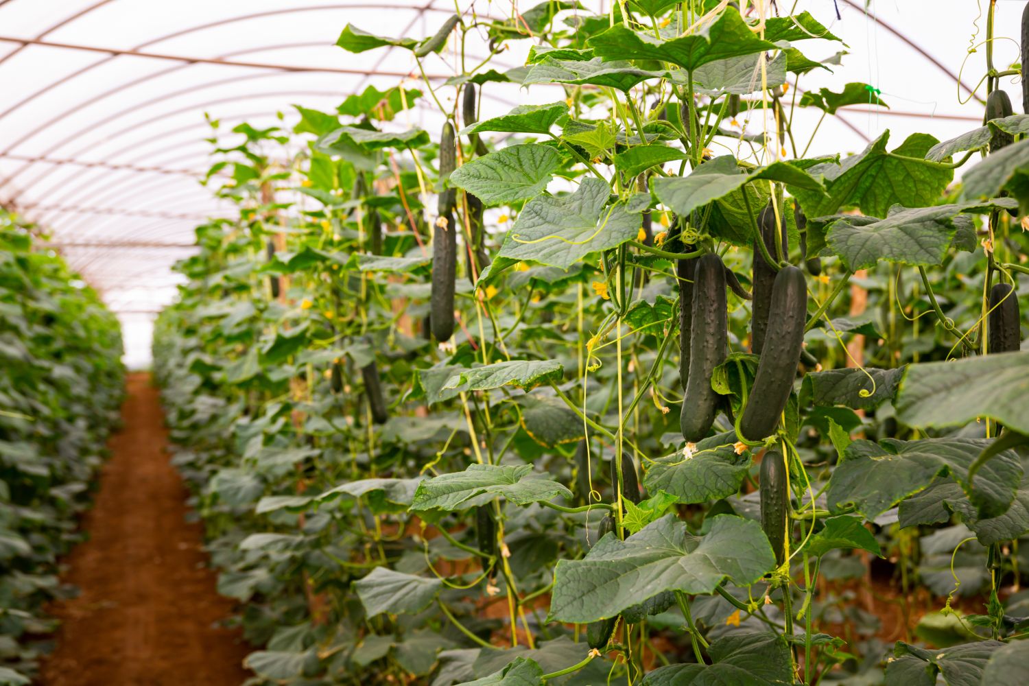 Pruning cucumbers why you should & how to do it Plantura