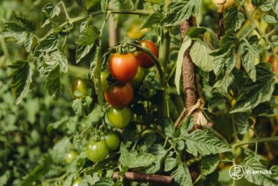 Fertilising tomatoes: when, how often & tips