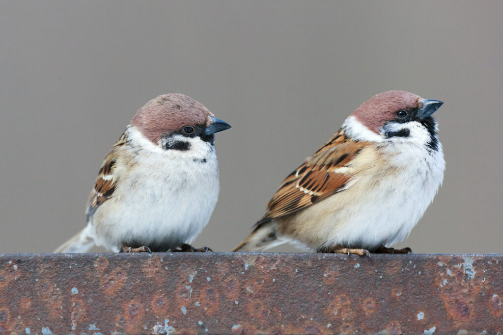 Two Eurasian tree sparrows
