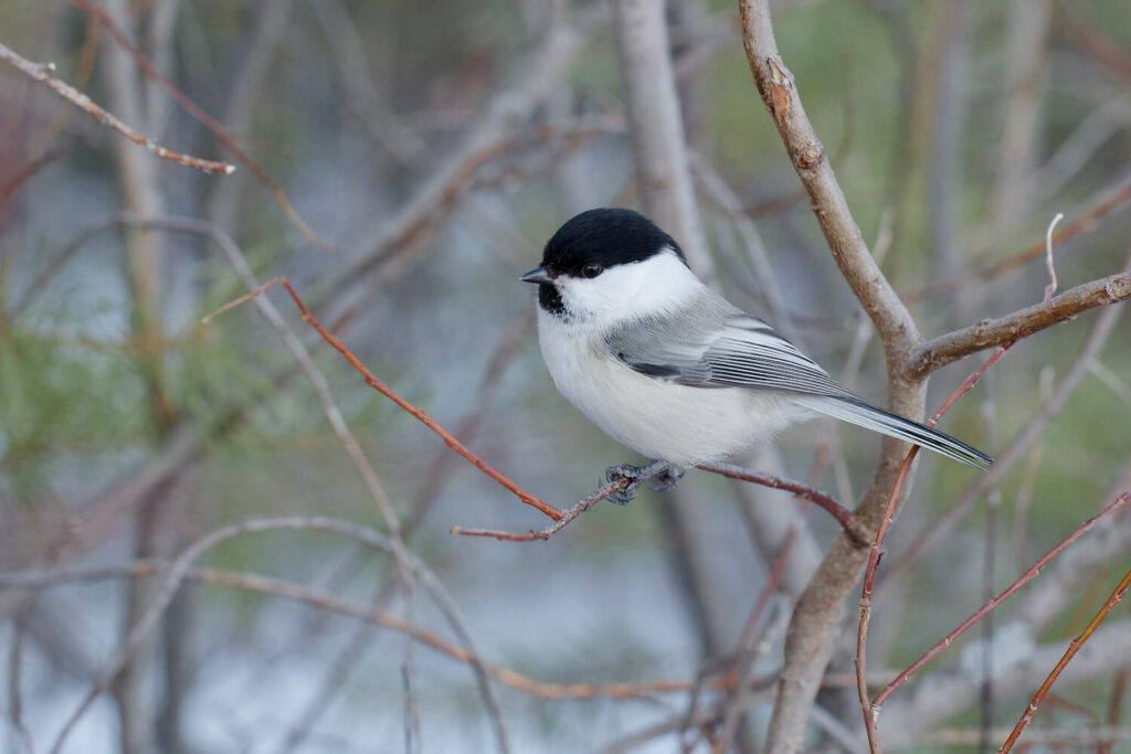 willow tit with black cap and throat patch
