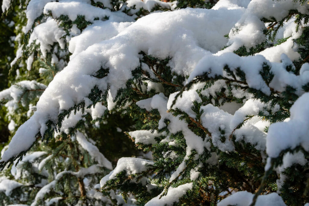 snow covered juniper plant