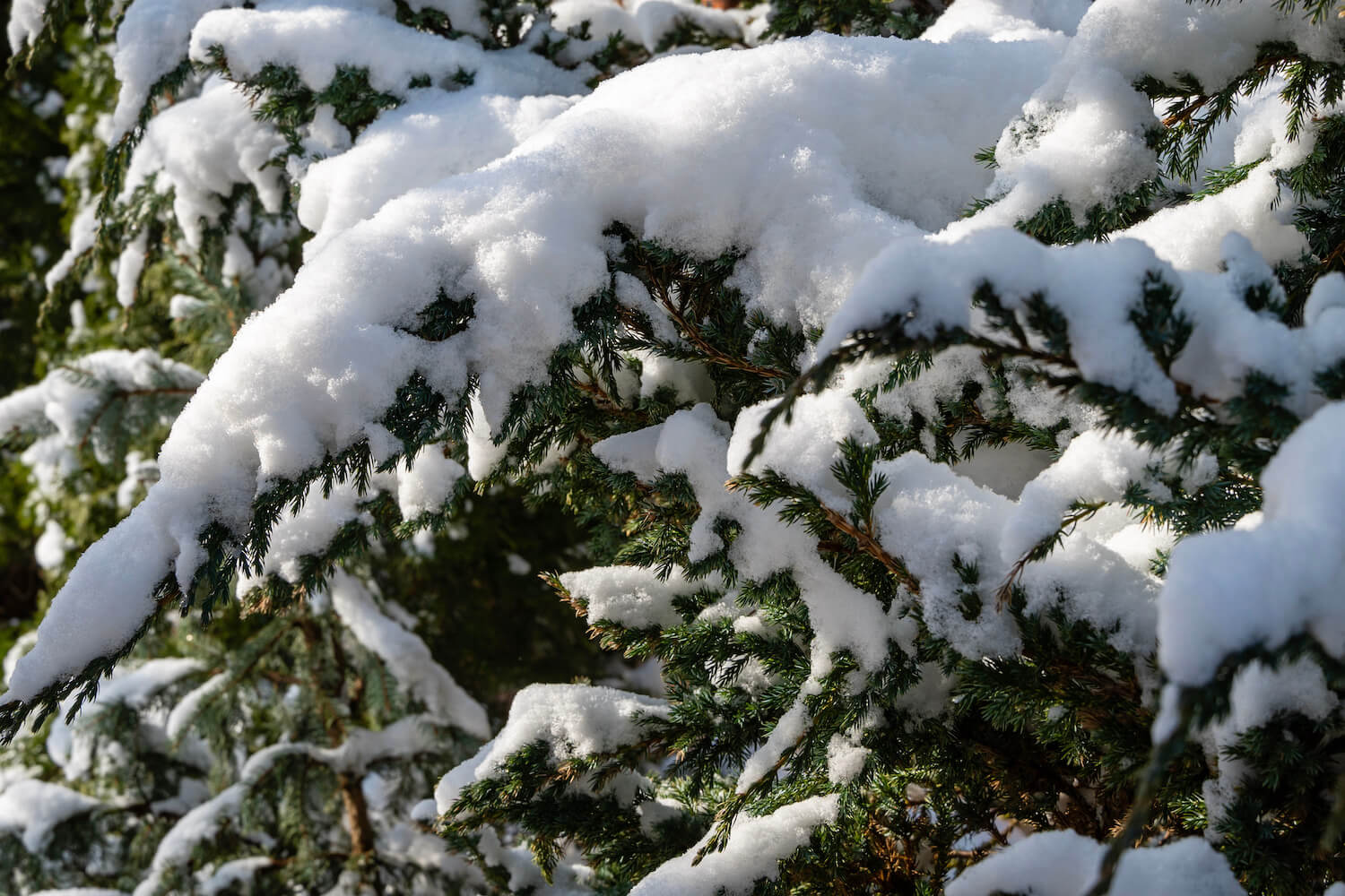 Juniper how to plant, prune & harvest Plantura