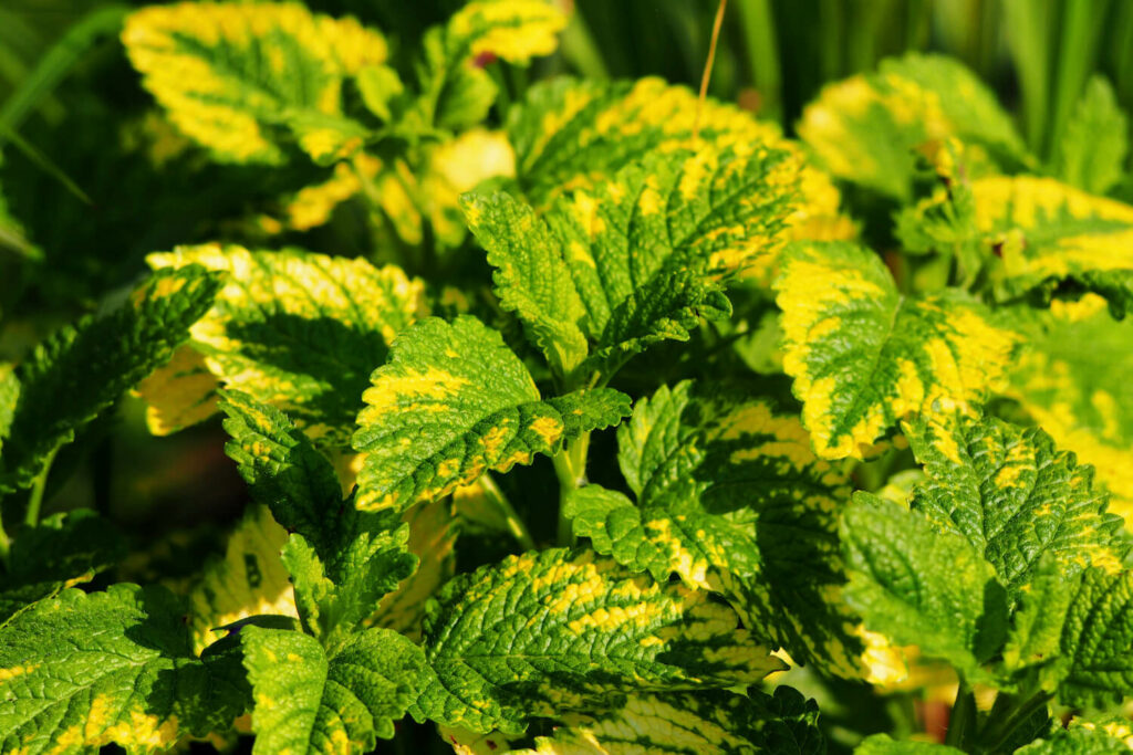 yellow and green patterned lemon balm leaves