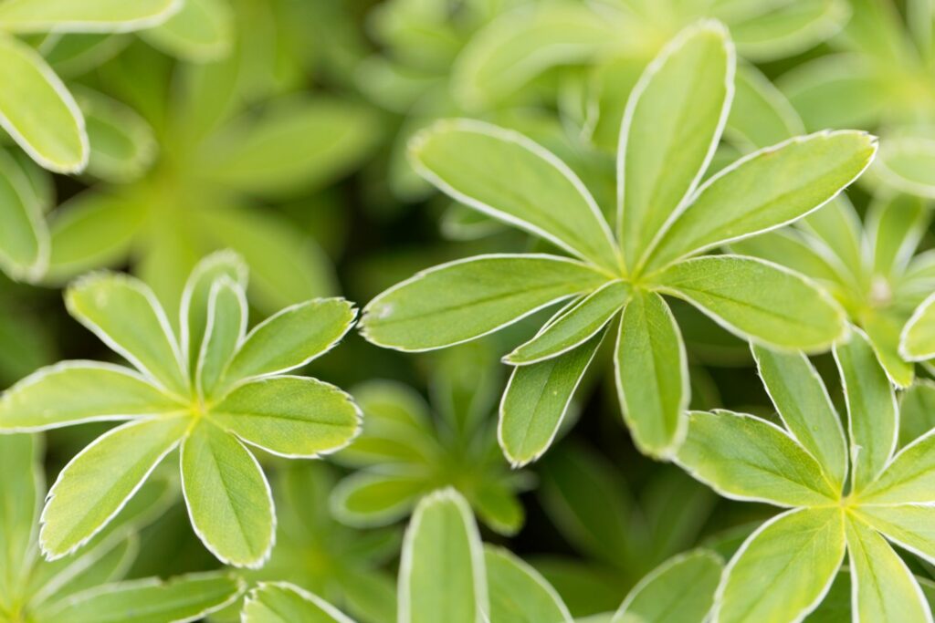 Alchemilla hoppeana leaves green with silver edges