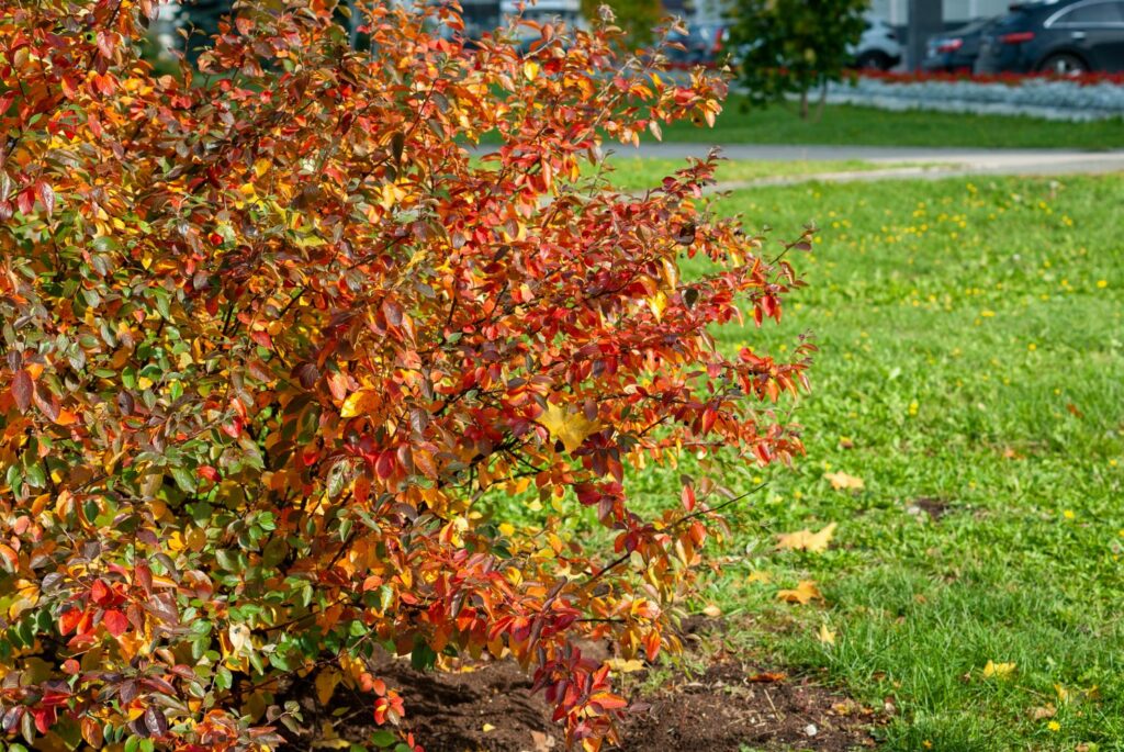 Chokeberry foliage turning red in autumn