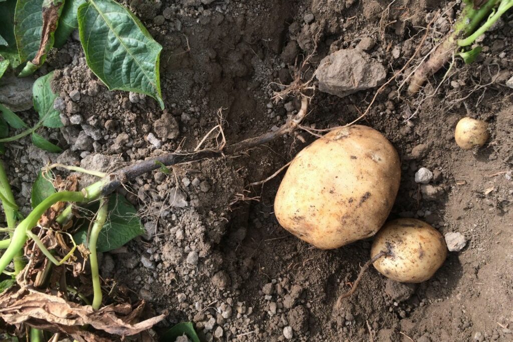 Diseased potato plant with black stem and soft rot tubers