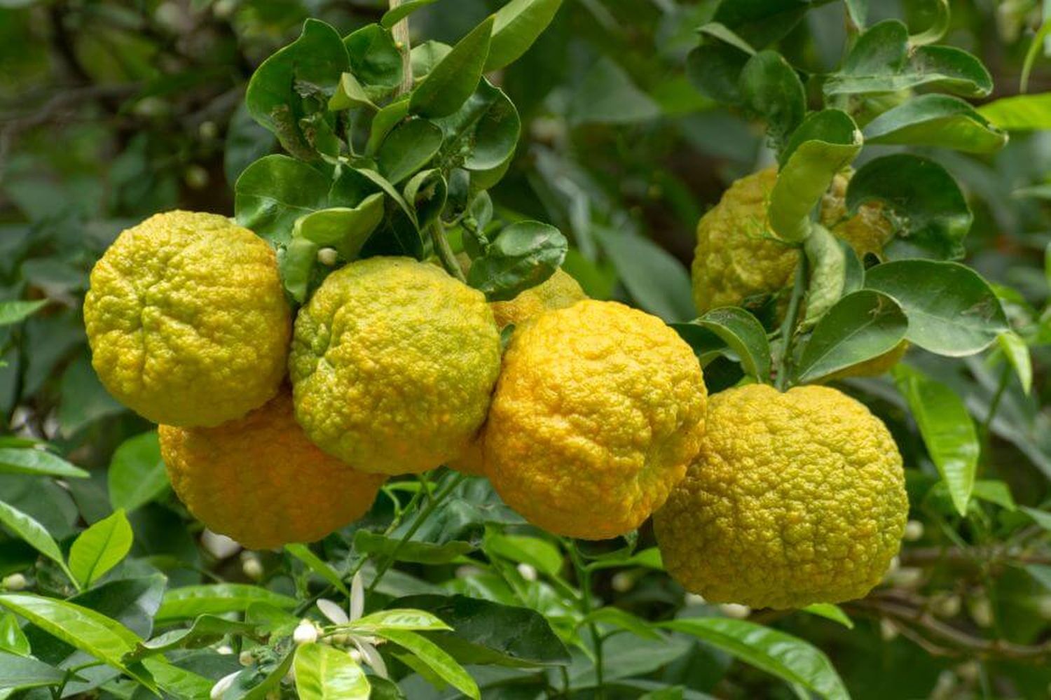Bergamot orange: planting, care & use - Plantura
