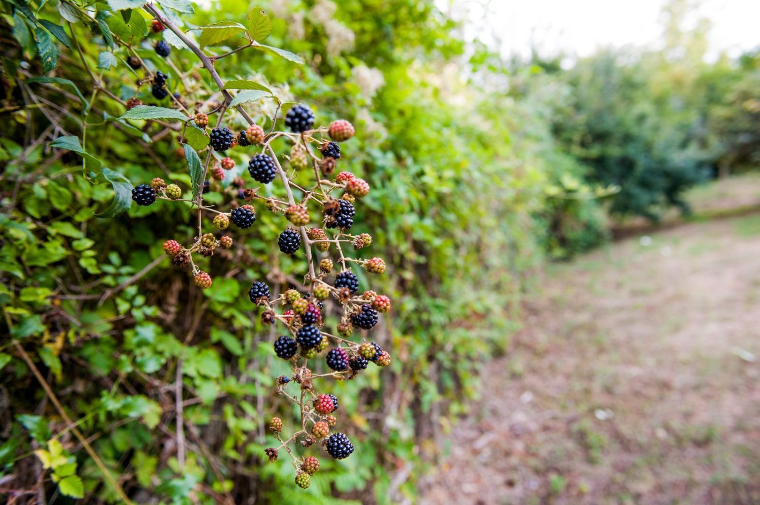 Evergreen climbers climbing plants for privacy Plantura