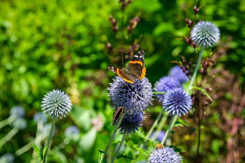 Painted lady butterfly feeding on blue echinops flower