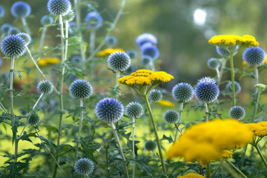 Globe thistles growing with other yellow flowering plants