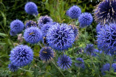 Echinops: how to grow & care for globe thistles