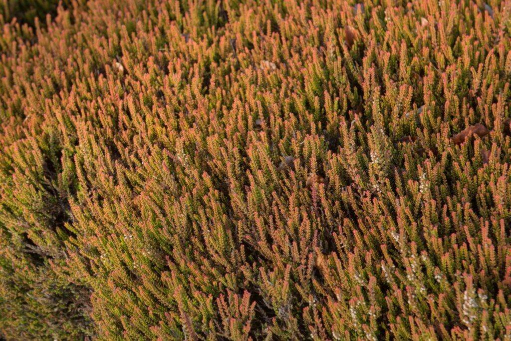 Ground cover of firefly heather with orange leaves