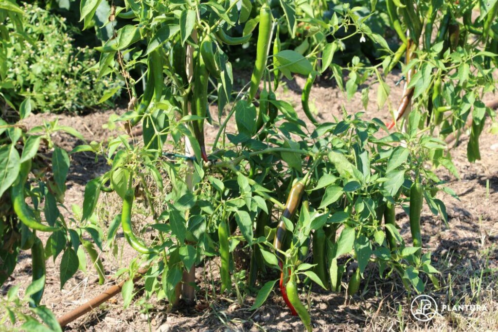 Outdoor chilli plant supported by stick