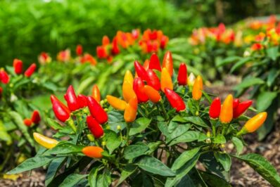 Feeding chilli plants: when, how & the best chilli fertiliser