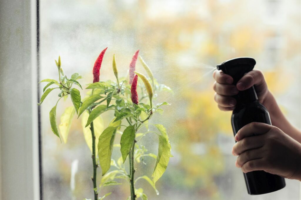 Chilli plant being sprayed with water