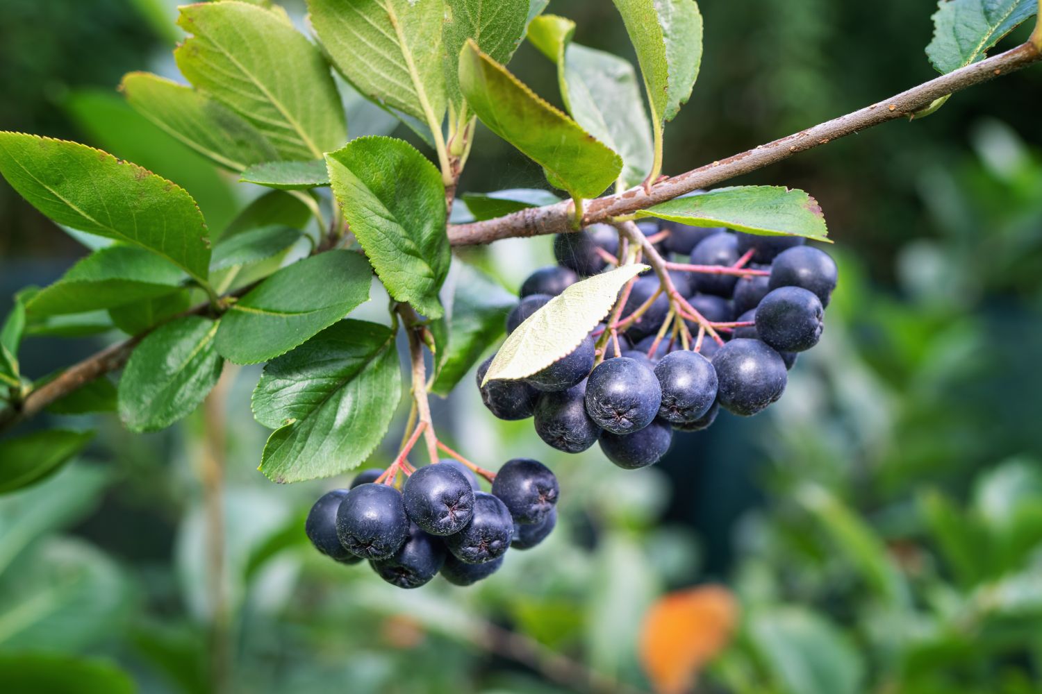 choke berries