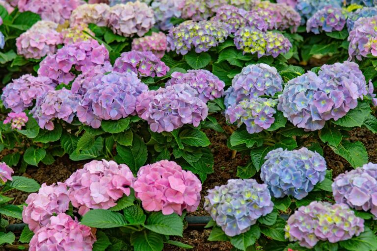 The most beautiful types of hydrangeas - Plantura