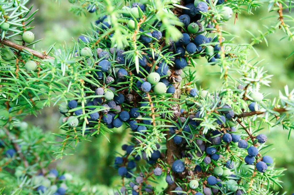 Clusters of dark blue juniper berries on a juniper bush
