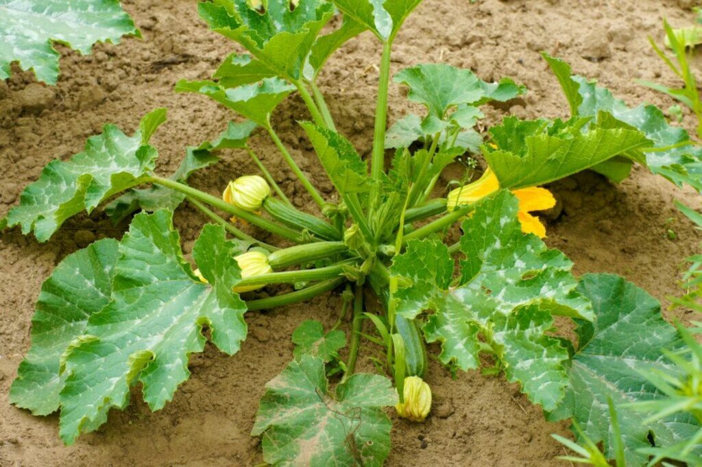 Courgette in veg patch with bright yellow flowers