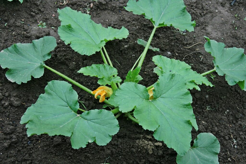 Courgette growing in the garden