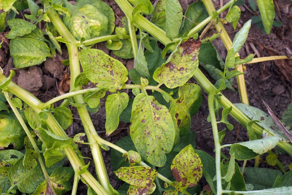 Potato plant foliage with dry patches and brown spots