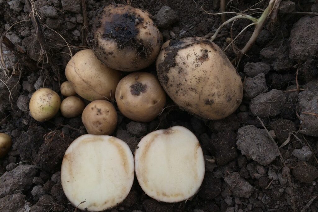 Diseased potato tuber cut open with brown ring inside