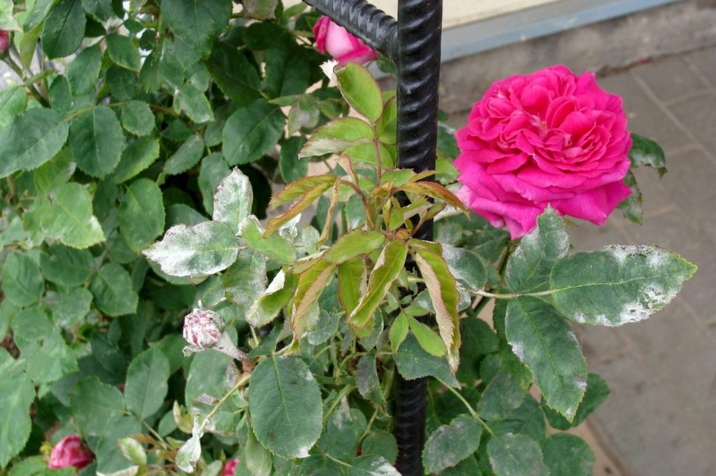 Rose plant with white diseased leaves