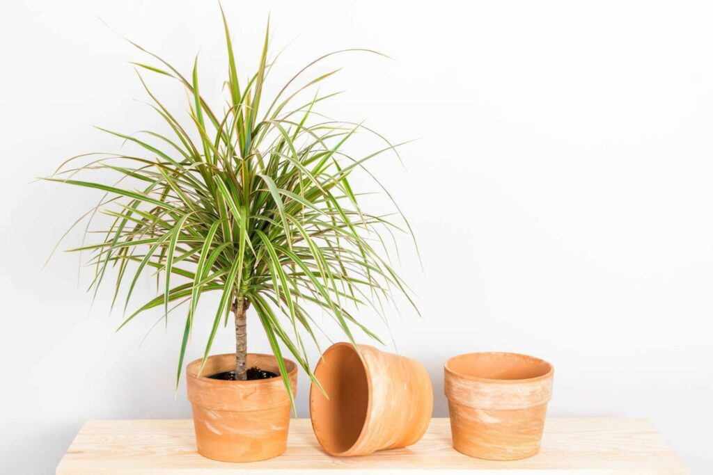 A potted dragon tree and two empty pots