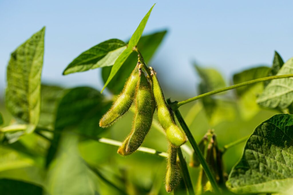 Soy bean pods growing on soy plant