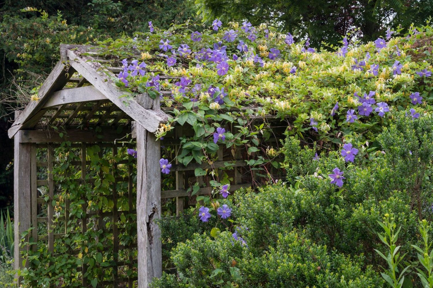 Evergreen climbers climbing plants for privacy Plantura