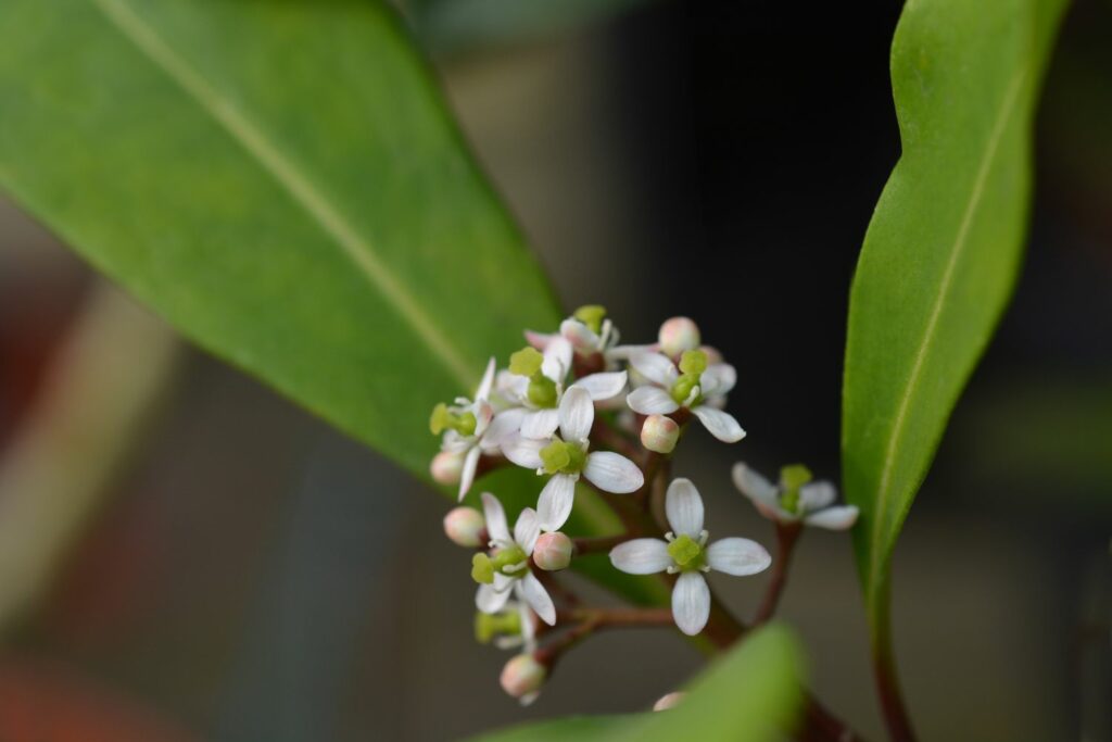 White skimmia blossom with four petals and central pistil
