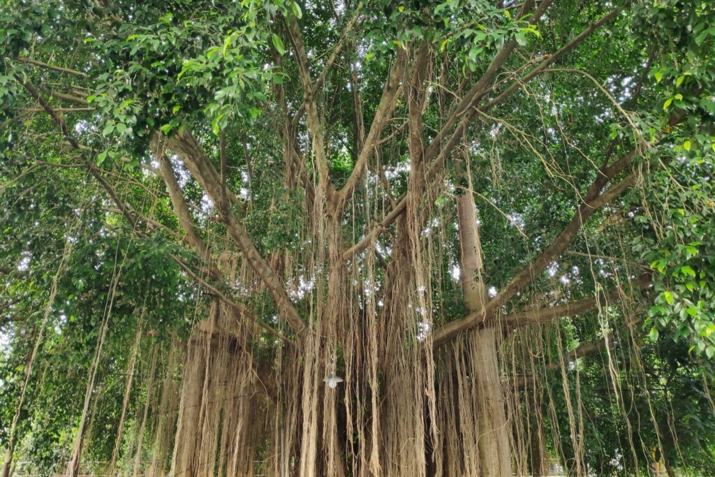 Weeping fig in tropical forest with long aerial roots