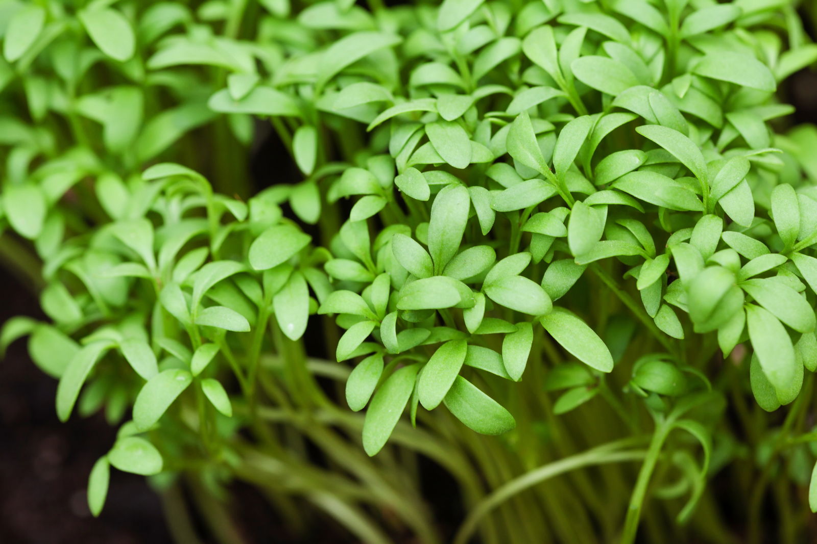 Garden cress: expert tips on growing & care - Plantura