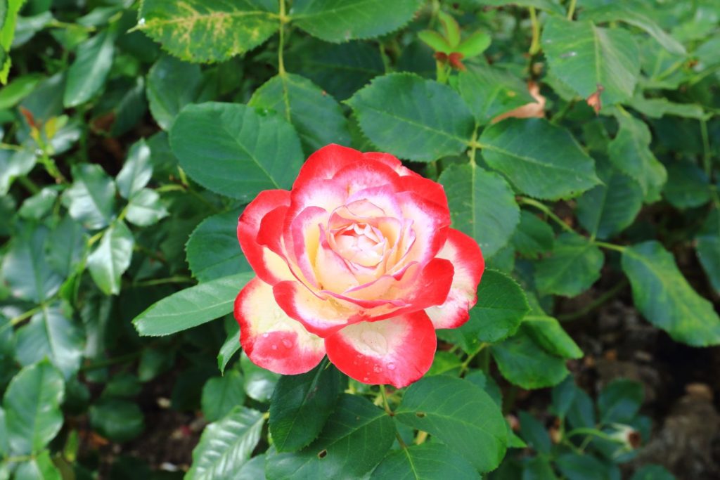 A blooming garden rose