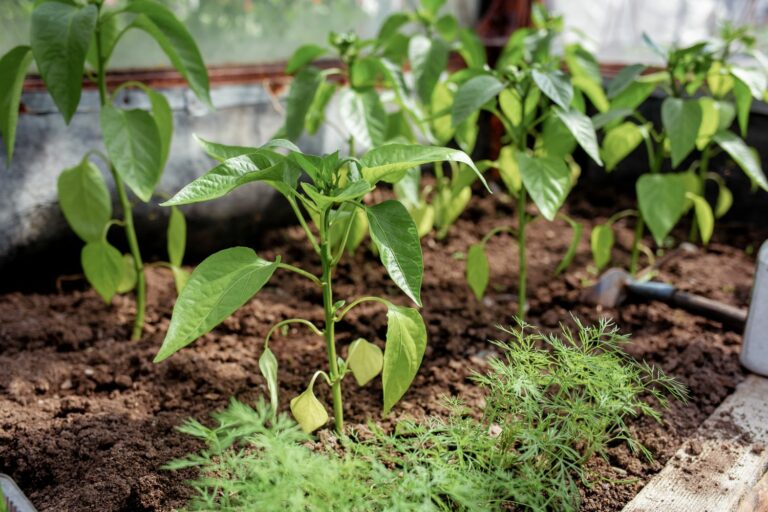 How to grow chillies where, when & how Plantura