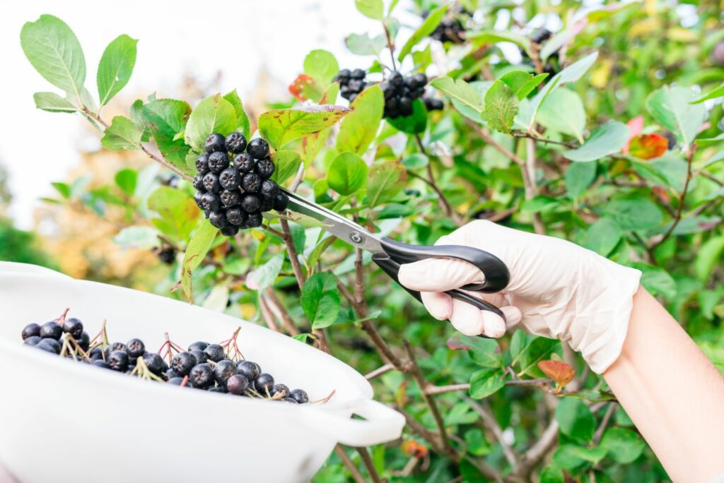 Chokeberries are harvested in bunches