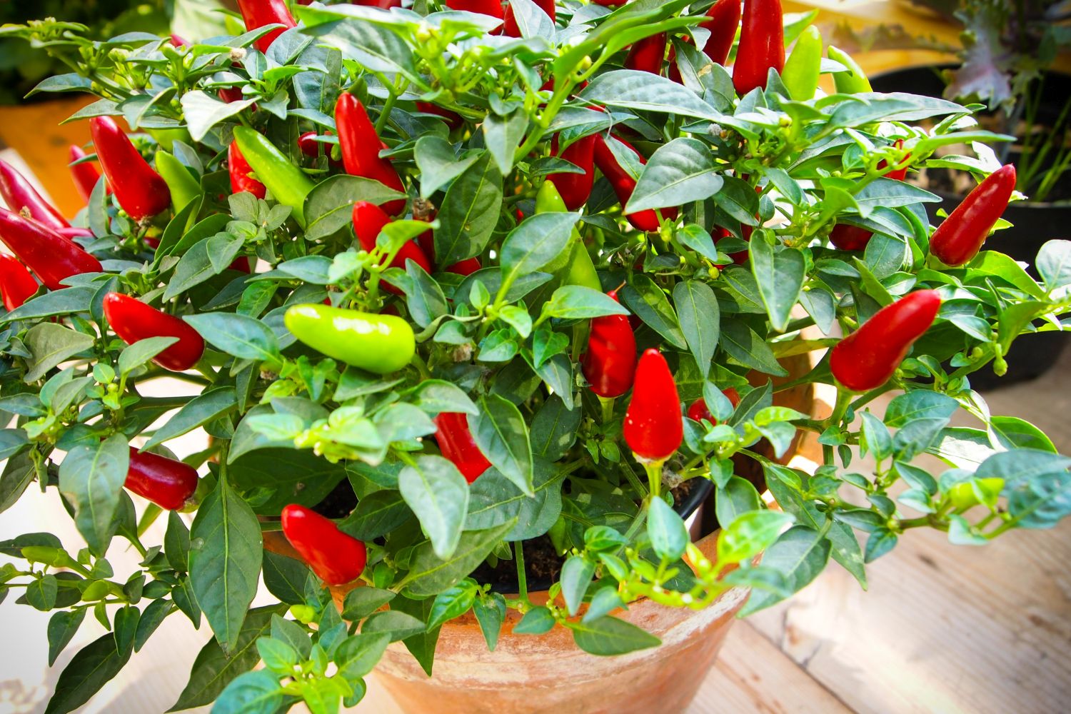 How To Grow Chillies Where When How Plantura